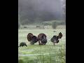 Тихий лес и красота индейки — удивительный шедевр природы #turkey#shortvideo#wildlife