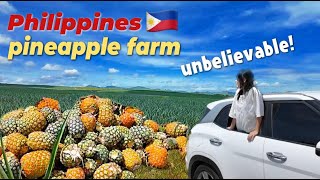 A Korean family who saw a huge Philippine pineapple farm for the first time!