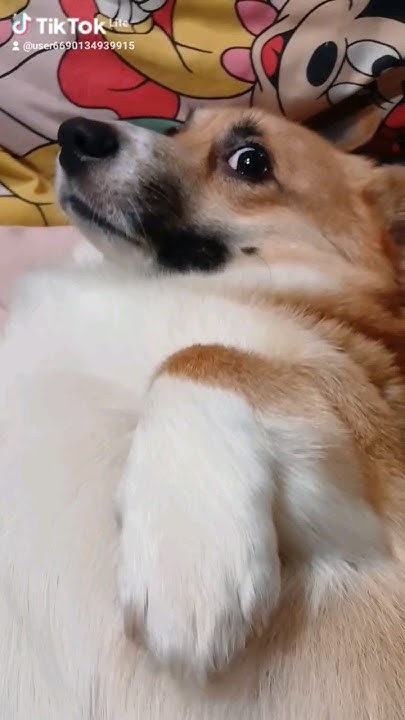 Коргі Торі де ковбаска? #corgi #ukraine #коргі #коргіторі #корги # ...