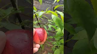 rare ancient apple 🍎🍏
