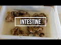 Intestines - small and large gross anatomy