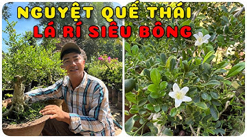 Cây Nguyệt quế thái lá rí siêu bông | 0386569374 - Ngọc Ngân Bến Tre | Chuyên cây độc lạ