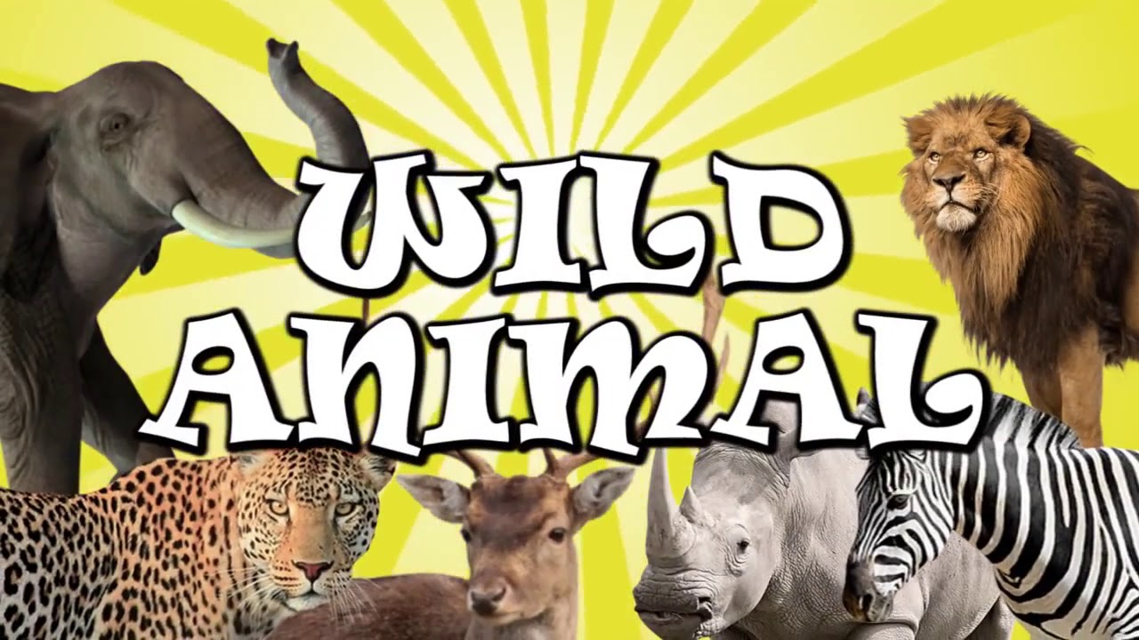 Wild animals wordwall