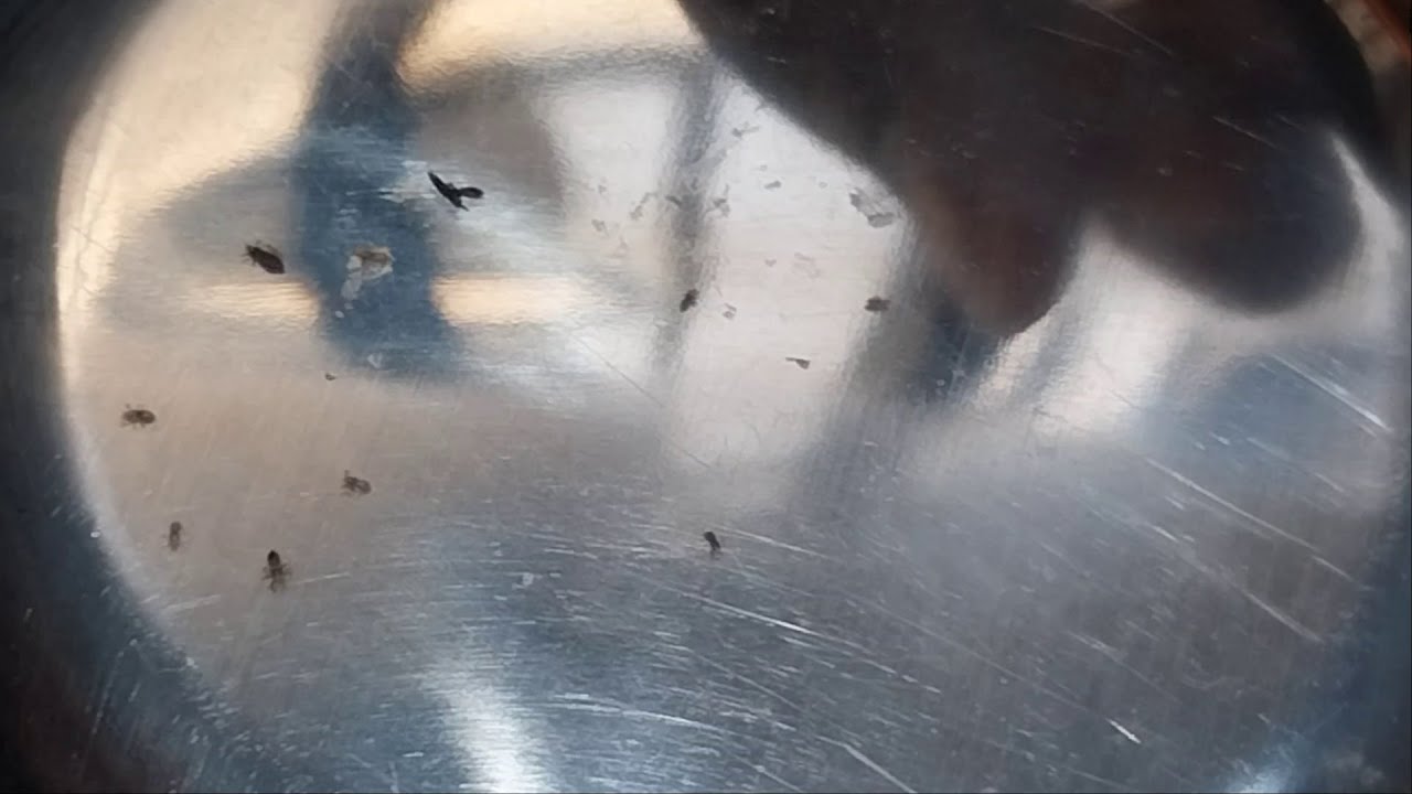 Nitpicking ASMR video 251   #kuto #piolho #nitpicking #asmr  #petantumo #asmrforsleep