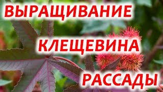 Пальмы на даче своими руками. Клещевина.  Как посадить клещевину. Рассада клещевины.