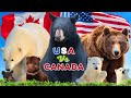 Which country has the most bears