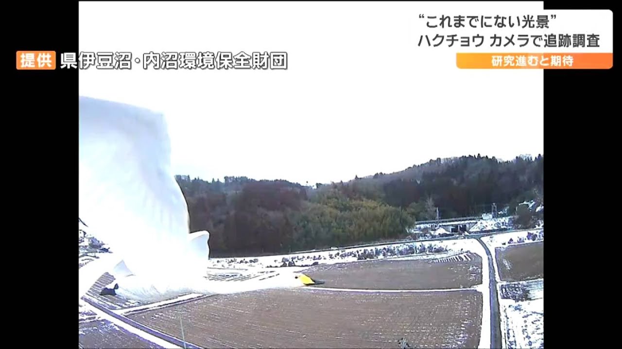 「ハクチョウが見ている風景を見る」国内初・ハクチョウに“カメラとGPS”を装着　ほぼリアルタイム画像で追跡調査
