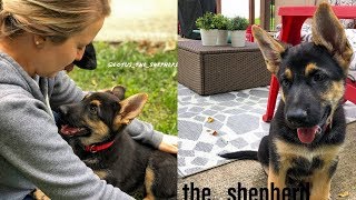 Surprise New German Shepherd Puppy! Meet Lotus. 10 Week Old GSD Pup Enters Our Life!