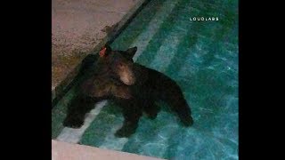 Bear Roams Through Neighborhood / Granada Hills   RAW FOOTAGE