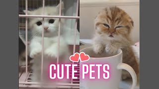 💗 Cute and Funny pets videos | Cute Pets funny videos compilation #3 💗