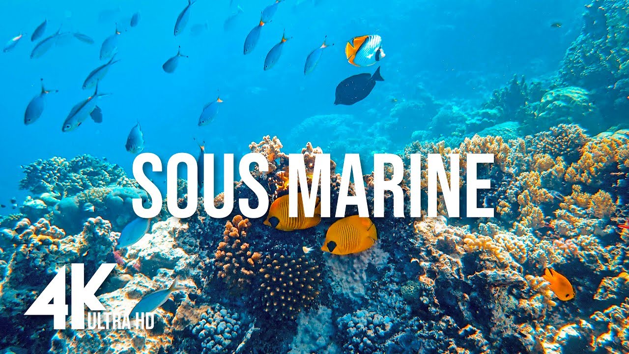 [4K] SOUS MARINE - Beau paysages - Combiné avec de la musique relaxante, Évacuer le Stress