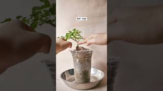 Món đồ người chơi bonsai tận dụng inspiration bonsaimini moss