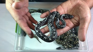 BALL PYTHON 2017 GHI AXANTHIC