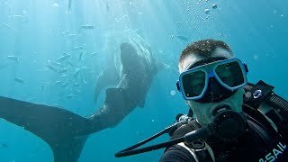 Plávanie s najväčším žralokom na svete | Oslob, Filipíny
