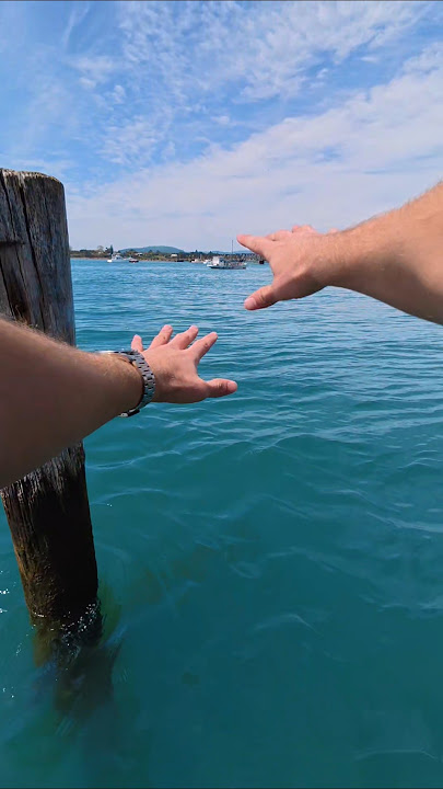 Monkey In The North Sea!? 😳