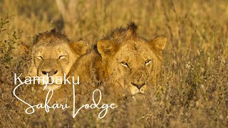 Kambaku Safari Lodge - Come and Stay