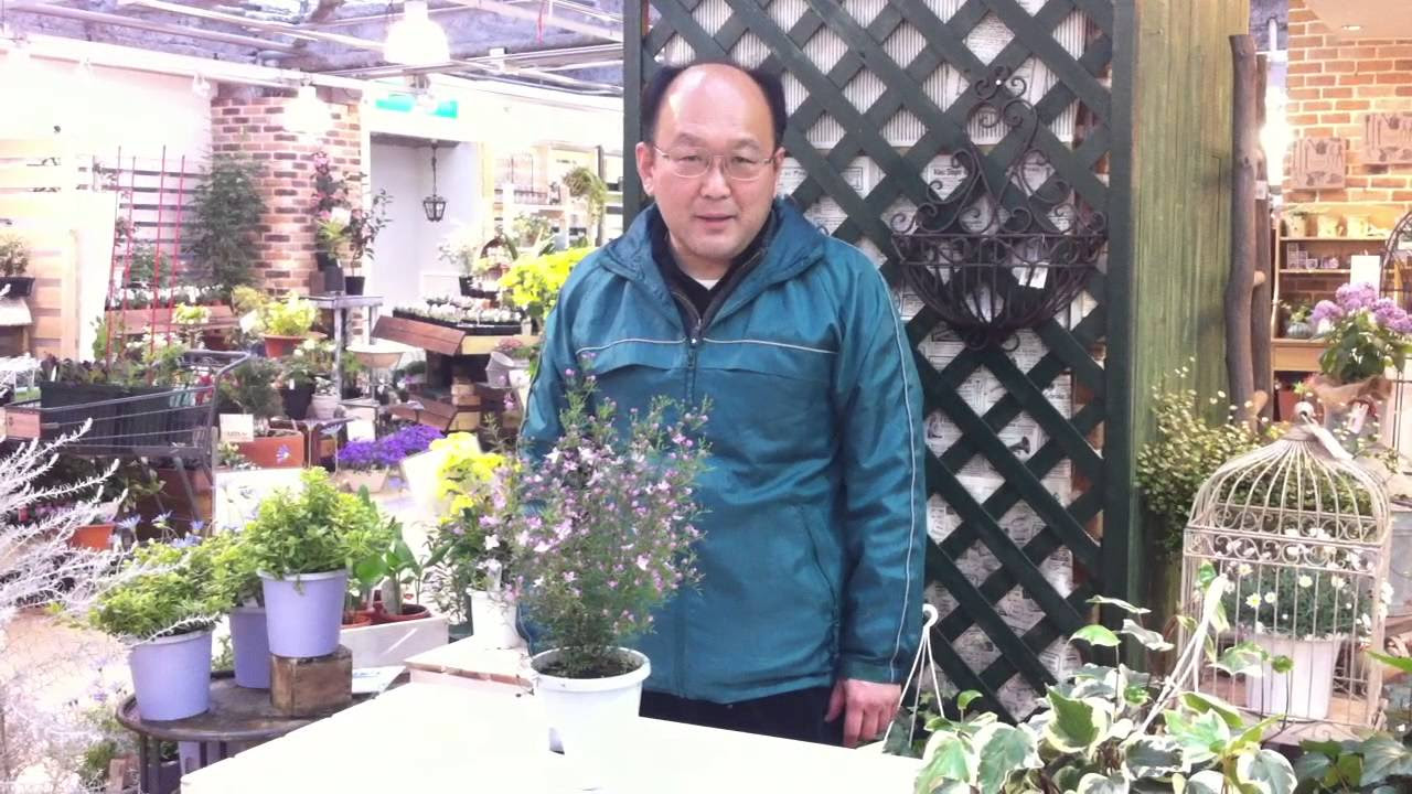 ボロニア ピナータの育て方・日常管理 - YouTube