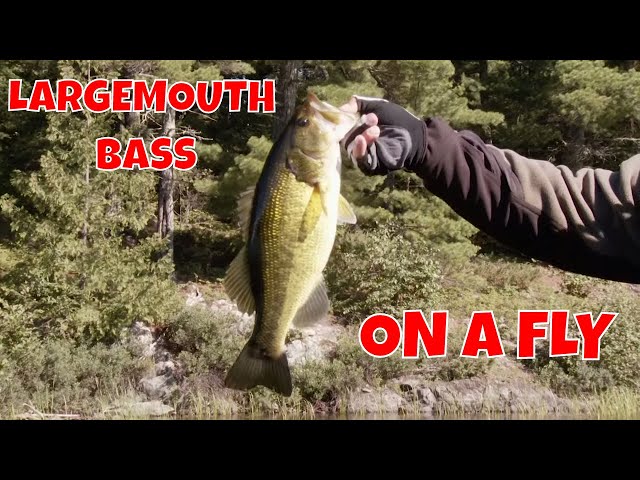Largemouth Bass on a Fly 