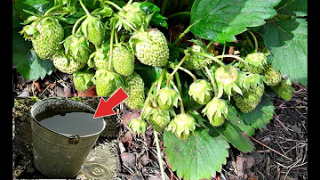 Клубника созреет крупной и сладкой если подкормить этим после цветения! Гумат калия