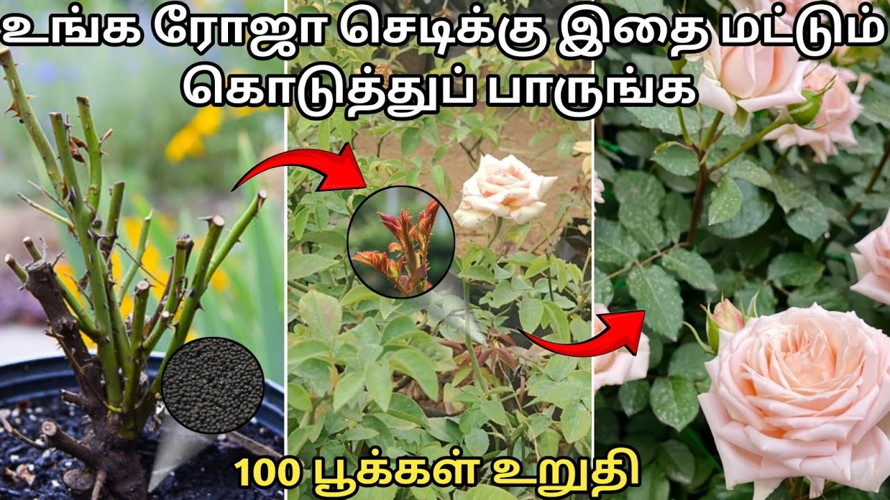 உங்க ரோஜா செடிக்கு இதை மட்டும் கொடுத்துப் பாருங்கள் 100 பூக்கள் உறுதி// rose growing tips fertilizer