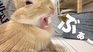 アゴ外れちゃうよ！っていうくらい大きなアクビをするうさぎ #733