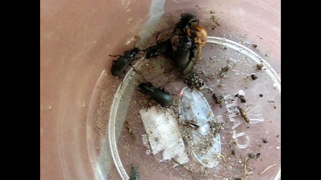 Loopkevers eten engerlingen   Biocontrole