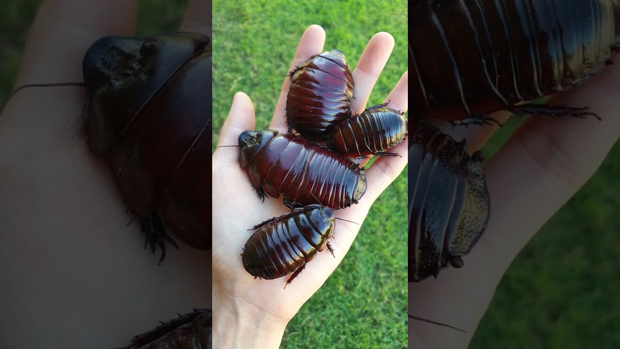 標本 Australia Macropanesthia rhinoceros 69mm Macropanesthia