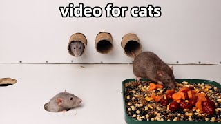 videos for cats to watchrats in the jerry mouse holeCat TV
