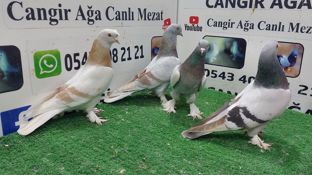 CANGiR AĞA Canlı Güvercin Mezatı Süper Sarilar Beyazlar sekeriler ve yeni Başlayan genç makinalar