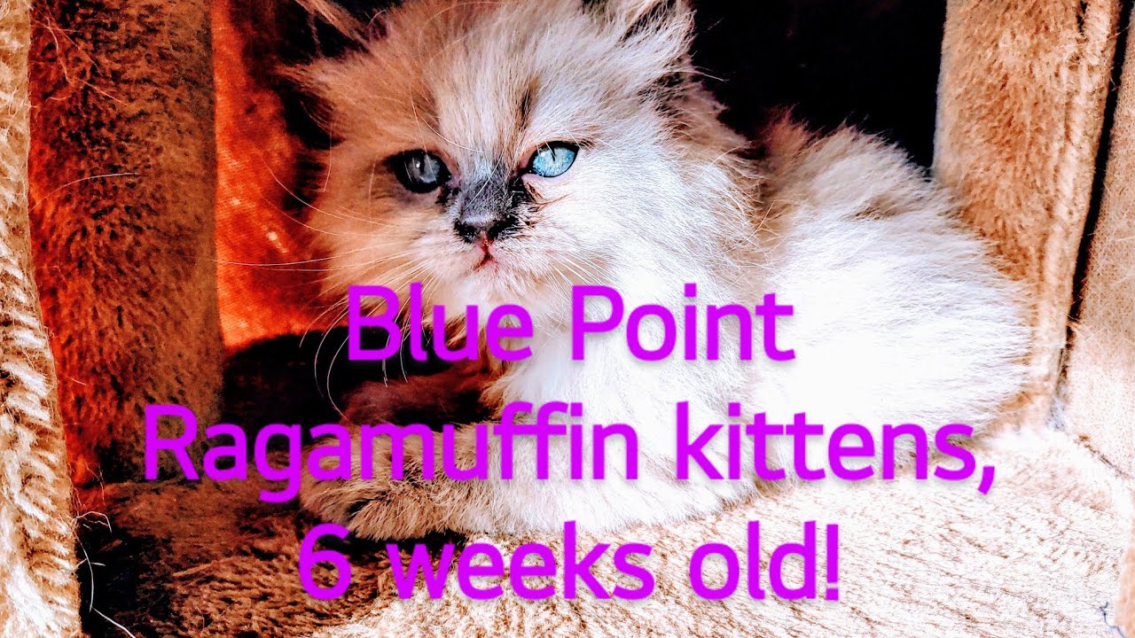 Blue Point Ragamuffin kittens, 6 weeks old - YouTube