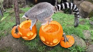Furry Lemurs Play With Pumpkins