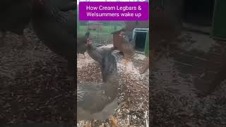Crested Cream Legbar vs Buff Orpington chicken behaviour.  A demonstration of the morning routine