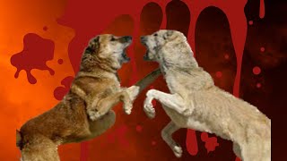 Rare Jagdterrier Breeds In Germany