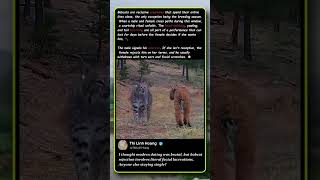 Why Bobcat Dating Is Highly DANGEROUS! 🐾 #Nature #Wildlife #AmazingAnimals