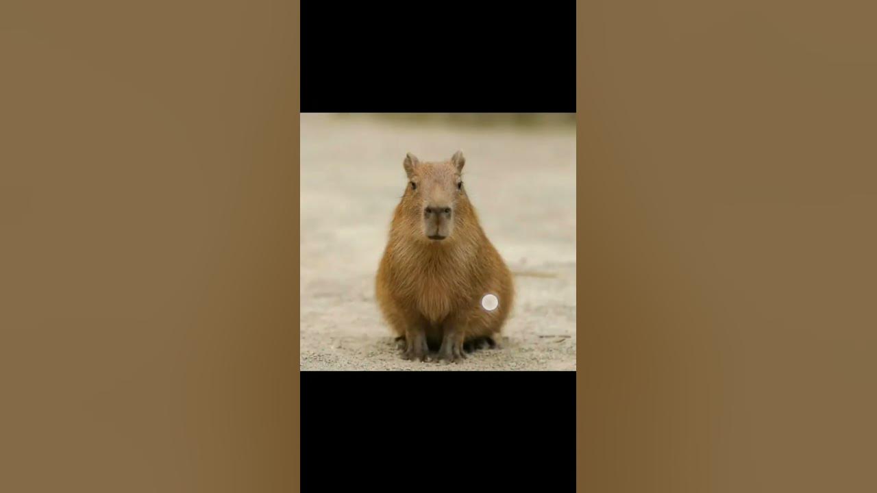 #капибара #в_р_е_к_о_м_е_н_д_а_ц_и_и - YouTube