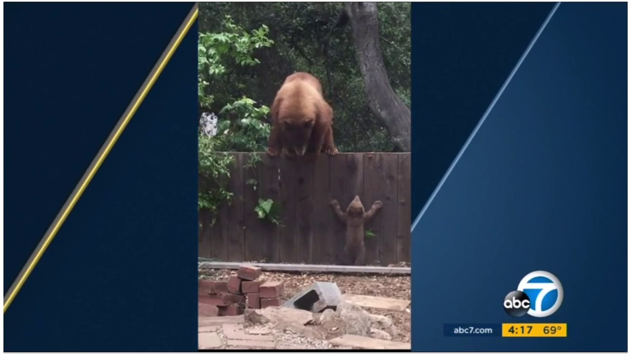 Bear helping cub over fence YouTube