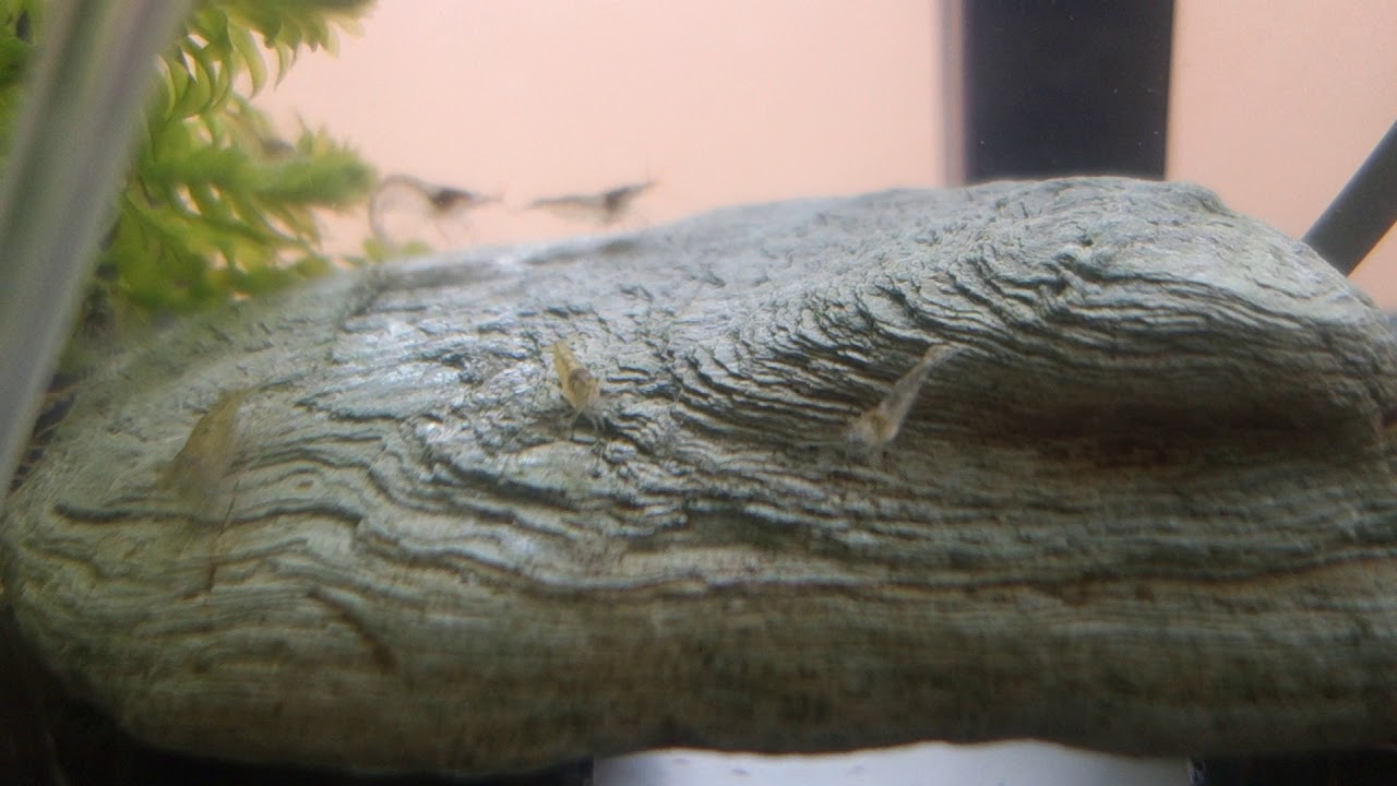 ミナミヌマエビの水槽内における飼育と観察 19年3月16日 私の趣味