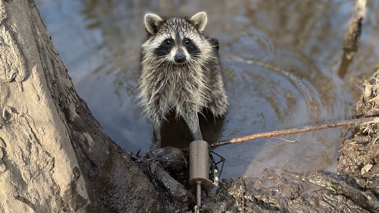 Raccoon Rapping Raccoon trapping - YouTube