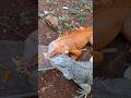 Sepasang Iguana #iguanajantan #indukaniguana