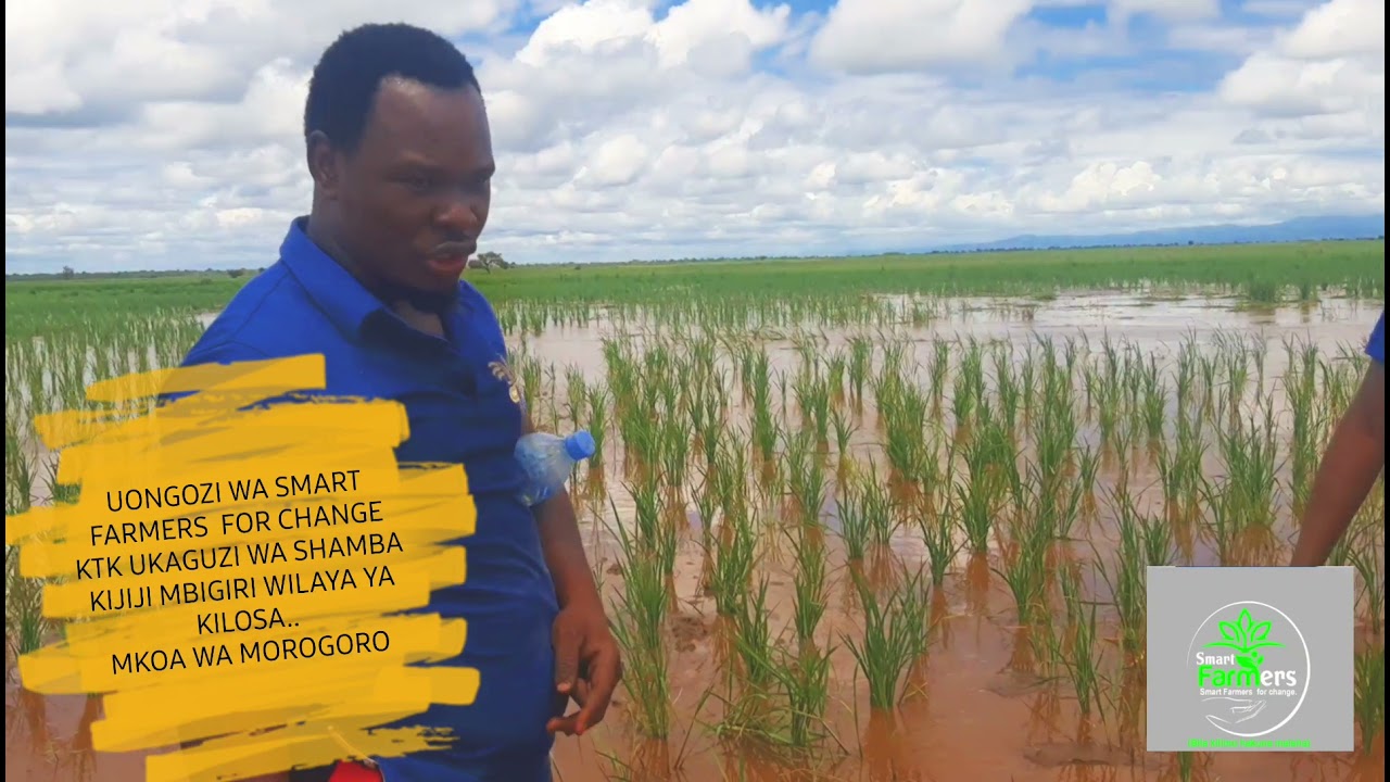 JINSI YA KUPATA GUNIA 40 ZA MPUNGA KWA EKALI MOJA