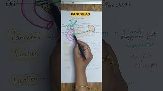 Pancreas Gland ll Structure and Function # abdominal anatomy # git # shorts # youtube shorts