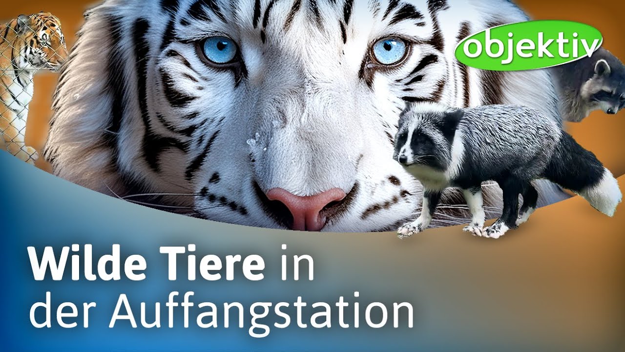 Wilde Tiere in der Pfalz