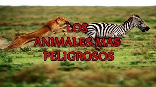 Los animales mas peligrosos del mundo