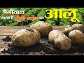 Food of Uttarahand  | POTATO | How Does it Grow? कुमाऊँ के सूपी में आलू की खेती
