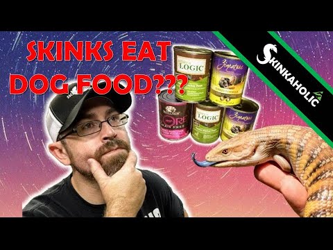 best dog food for blue tongue skinks