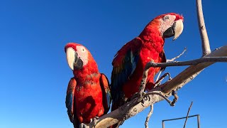 Heidi Fleiss Drama Diary 46 @MBCkpop @attentionchinese @petscaptivewild4580 Heidi Fleiss Drama Diary 46 @MBCkpop @attentionchinese @petscaptivewild4580