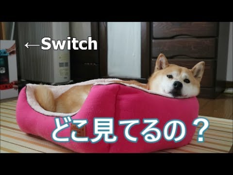 柴犬小春　任天堂Switchの存在感が凄すぎて困る！