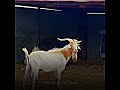 Messi x goatopcreator youtubeshorts reels goat