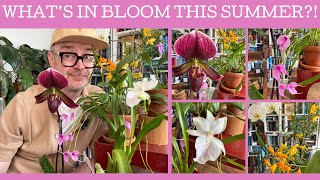 Whats in bloom this summer!?