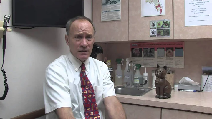 How to Treat Ear Mites in Cats